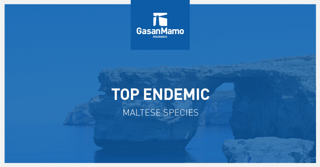 GasanMamo Insurance - Top Endemic Maltese Species