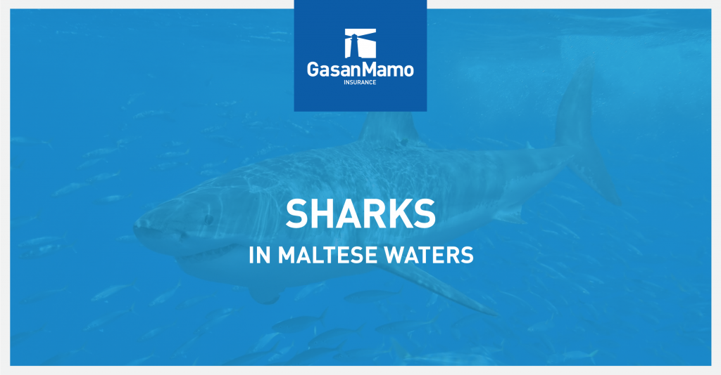 GasanMamo Insurance - Sharks in Maltese Waters