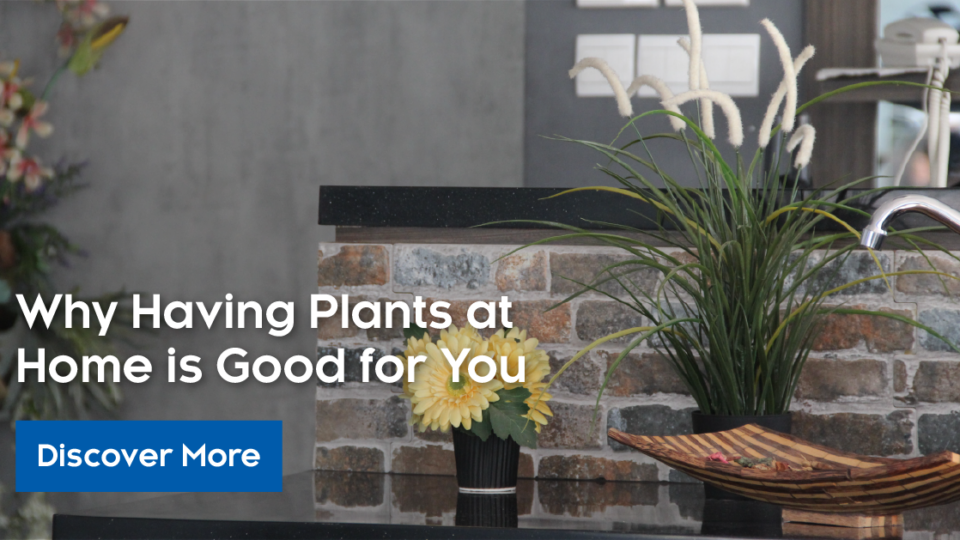 Why Having Plants at Home is Good For You